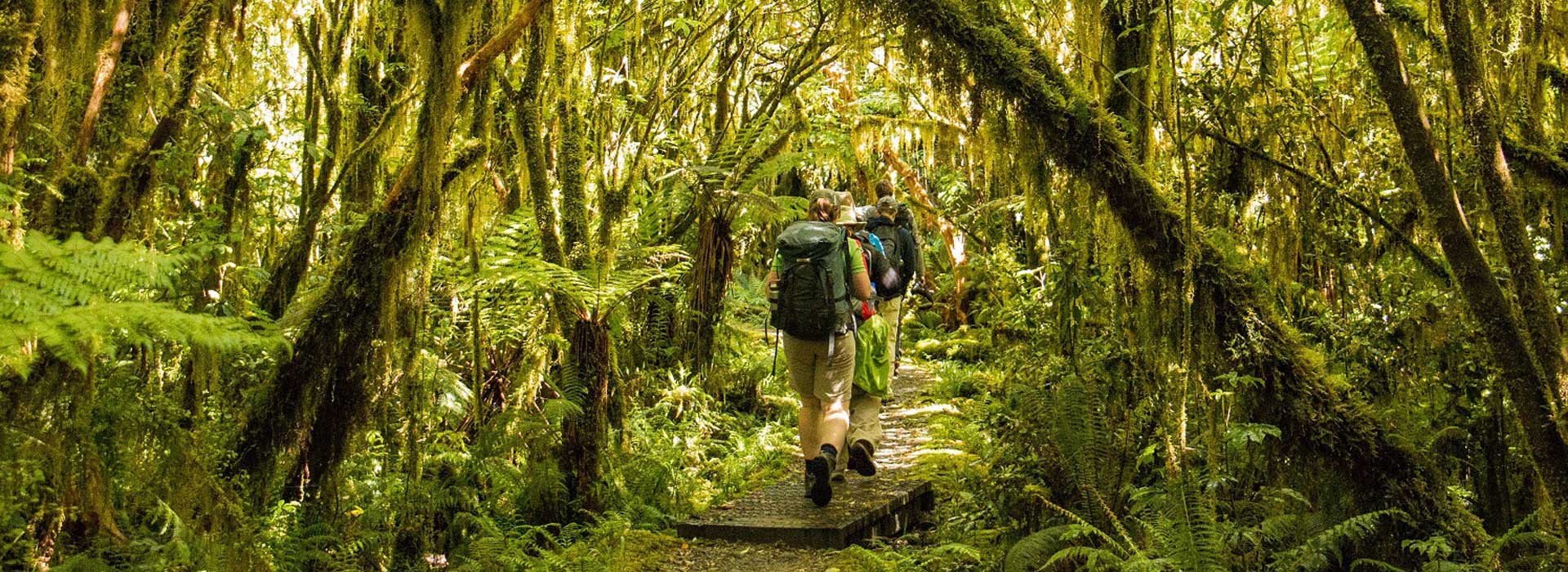 Hollyford & Martins Bay Encounter